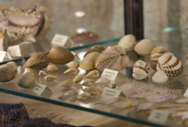 Malacological Museum Makarska